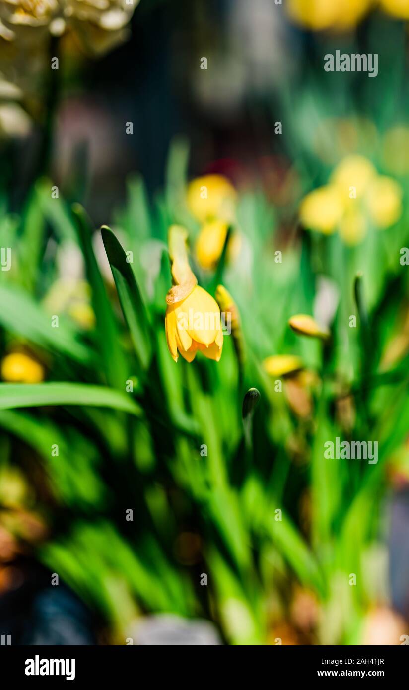 Macro di fiori shot, astratto foto di un fiore. Bellezze naturali. la natura. Foto Stock