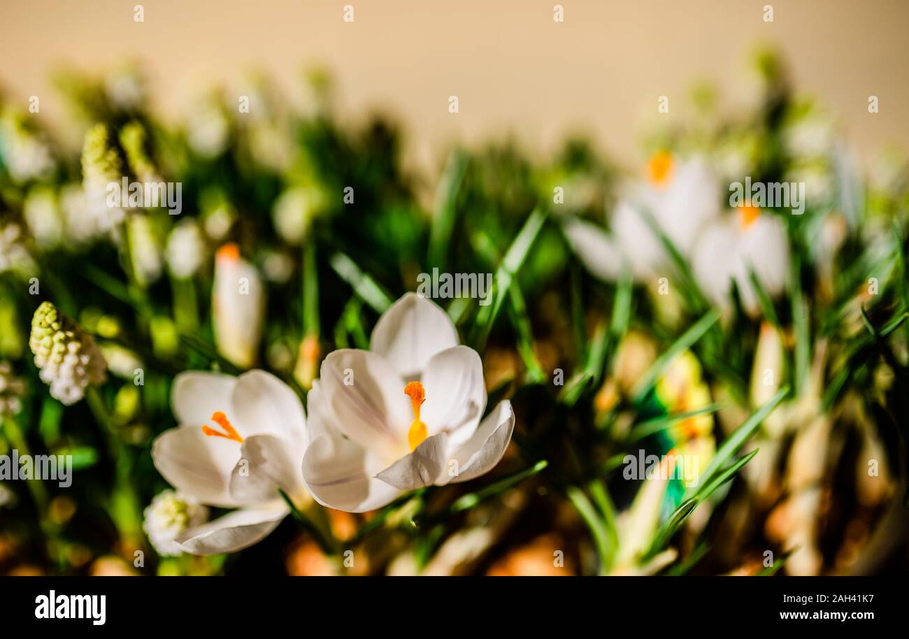 Macro di fiori shot, astratto foto di un fiore. Bellezze naturali. la natura. Foto Stock