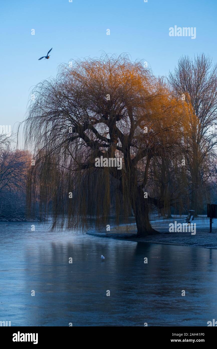 Regno Unito, Inghilterra, Londra, lago ghiacciato in Regents Park all'alba d'inverno Foto Stock