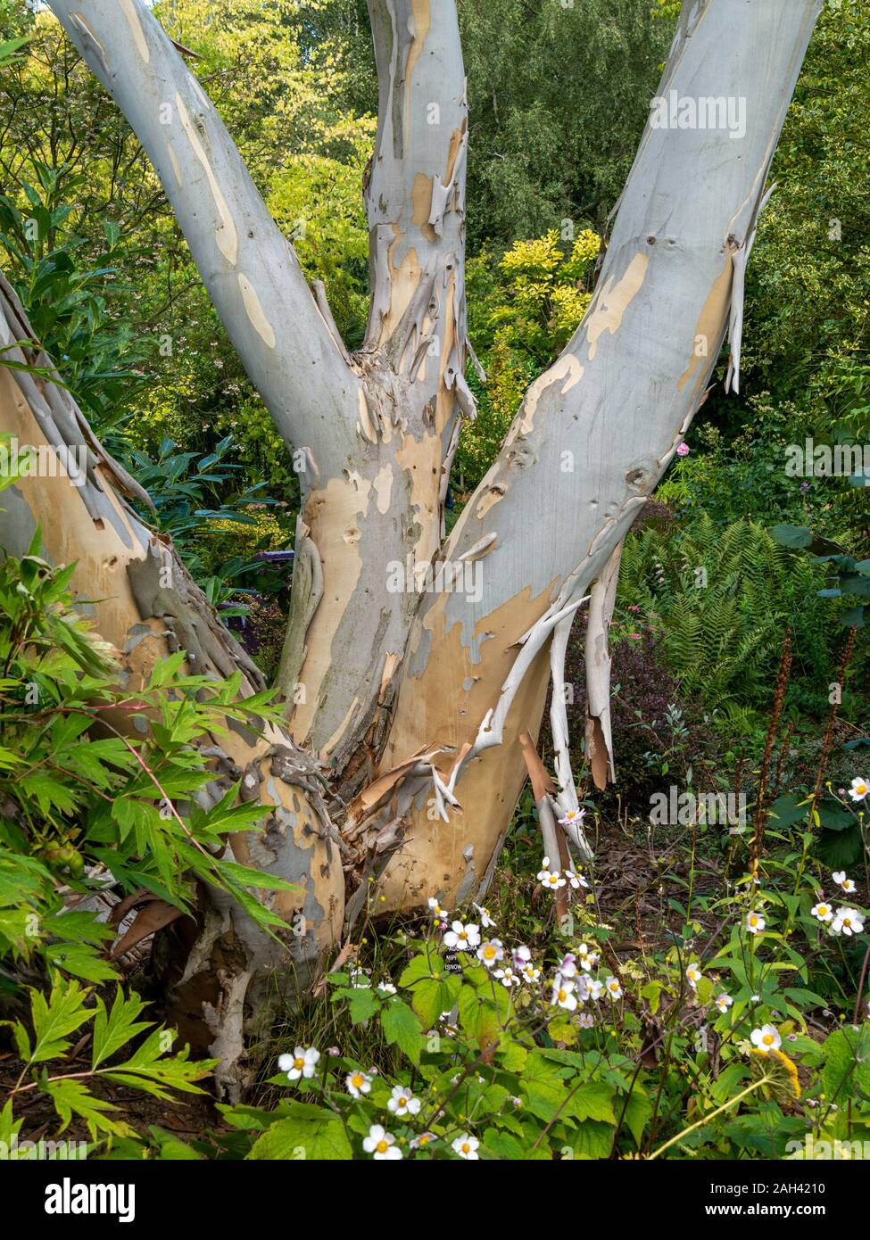 Corteccia su tronchi di Eucalyptus pauciflora niphophila (neve gum) albero, Barnsdale Gardens, Rutland, England, Regno Unito Foto Stock