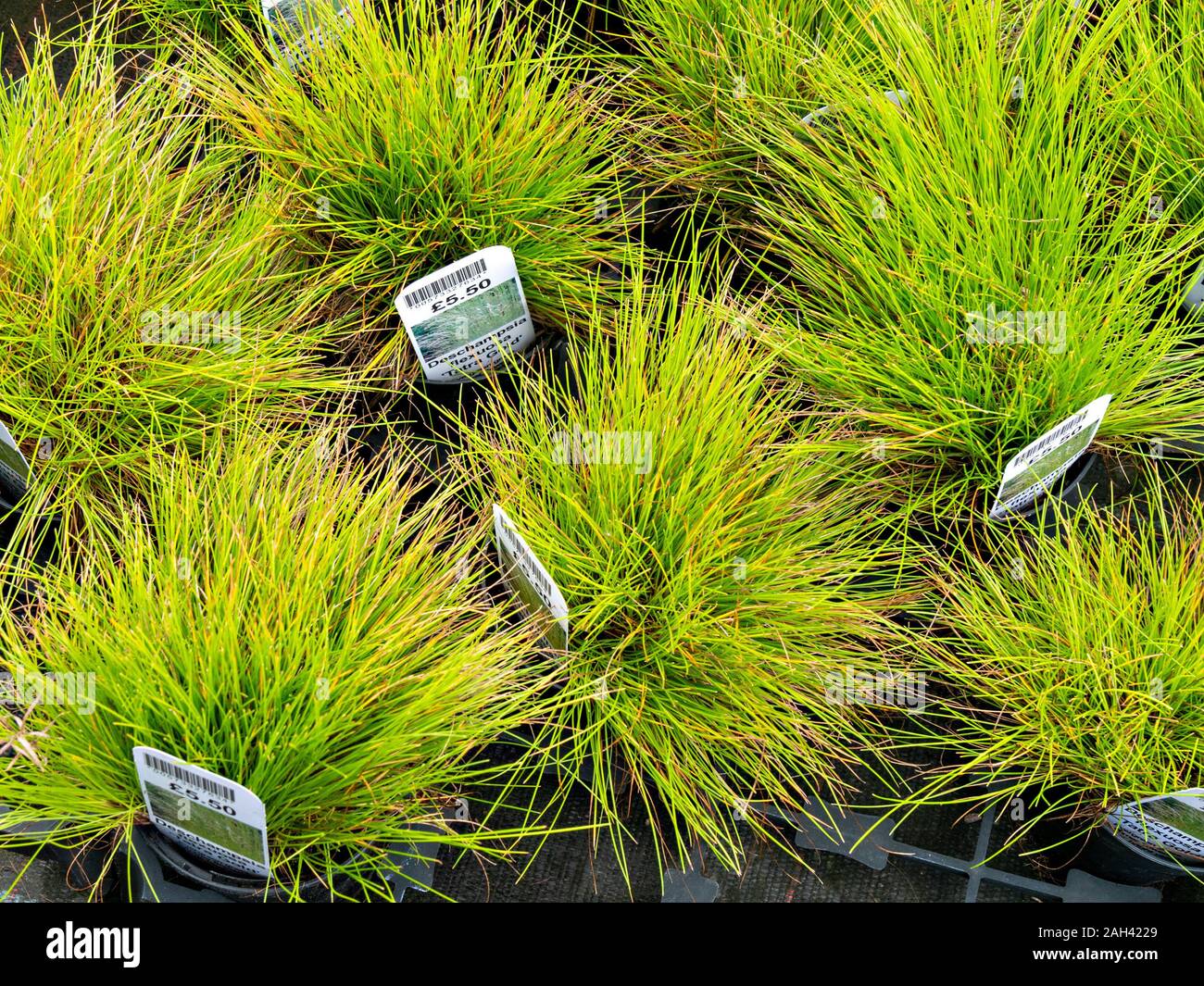 Deschampsia flexuosa 'Tatra Oro' evergreen dei capelli ondulati erba piante che crescono in piccoli vasi con tag / etichette in vendita nel Regno Unito centro giardino. Foto Stock
