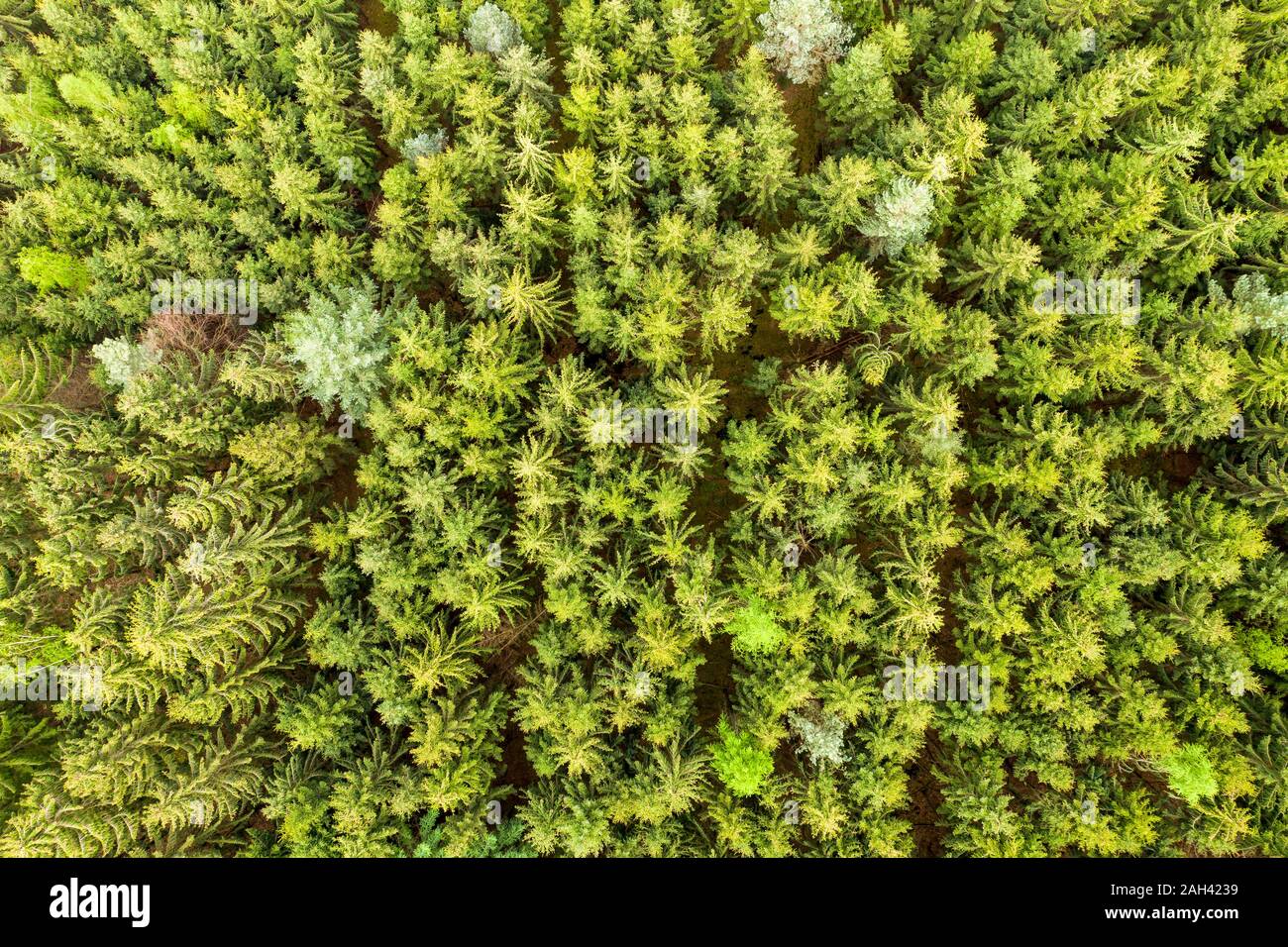 Germania, Hesse, vista aerea di verde lussureggiante foresta mista in montagne di Odenwald Foto Stock
