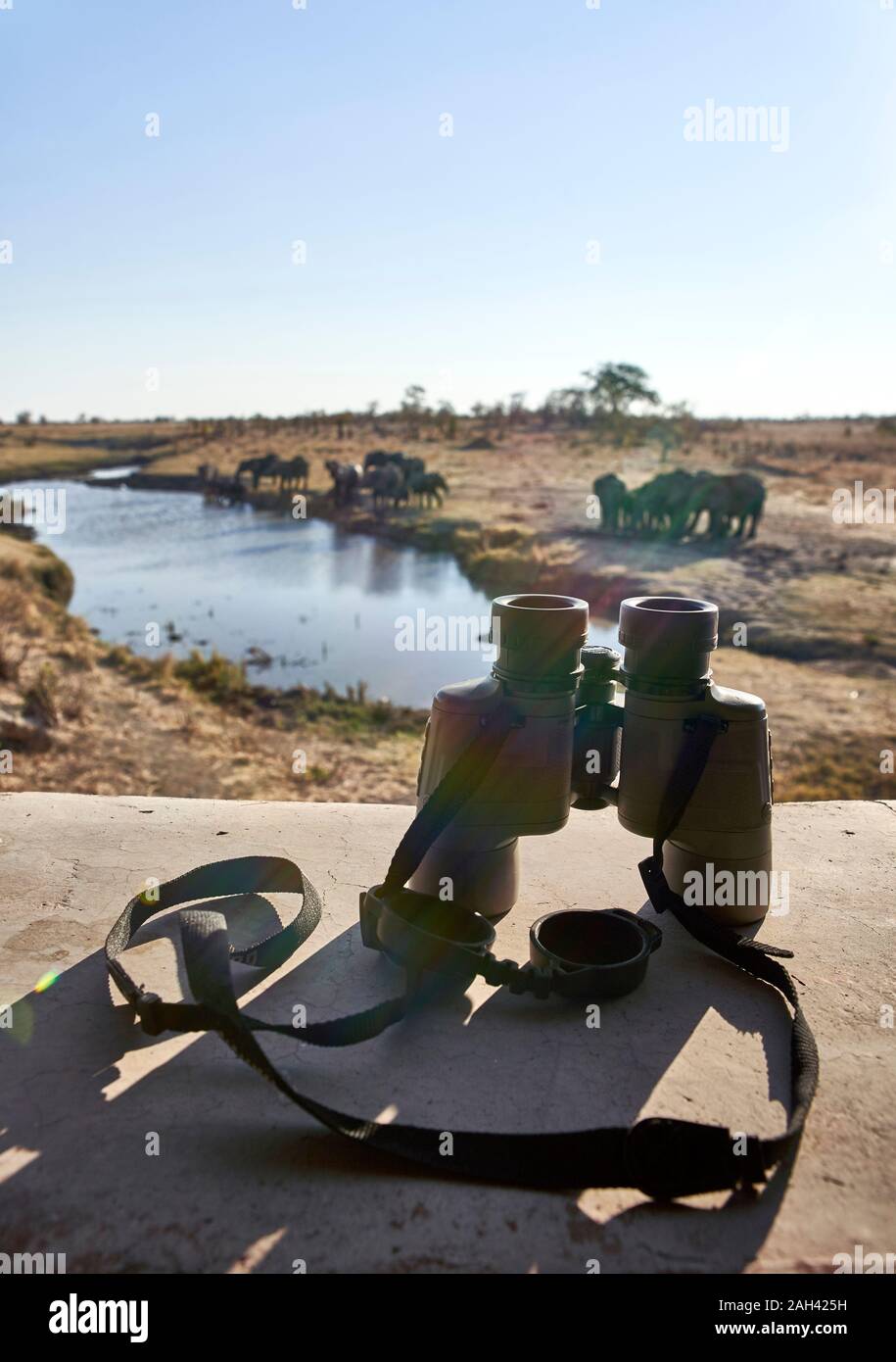 Il binocolo e di un branco di elefanti nel fiume visto da un punto di vista, il Parco Nazionale di Hwange, Zimbabwe Foto Stock