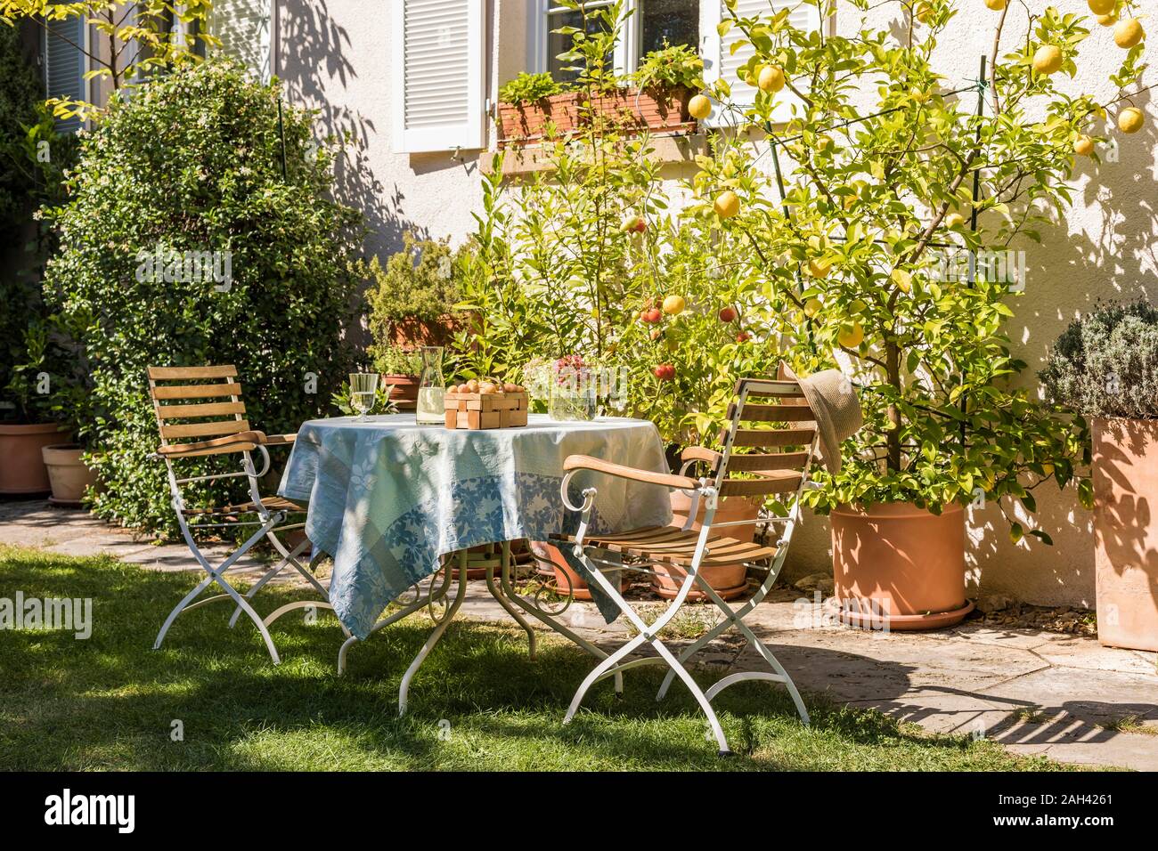 Germania, Baden-Württemberg, Stoccarda, tavolo in giardino residenziale nella parte anteriore dei vasi di limoni e pomodori Foto Stock