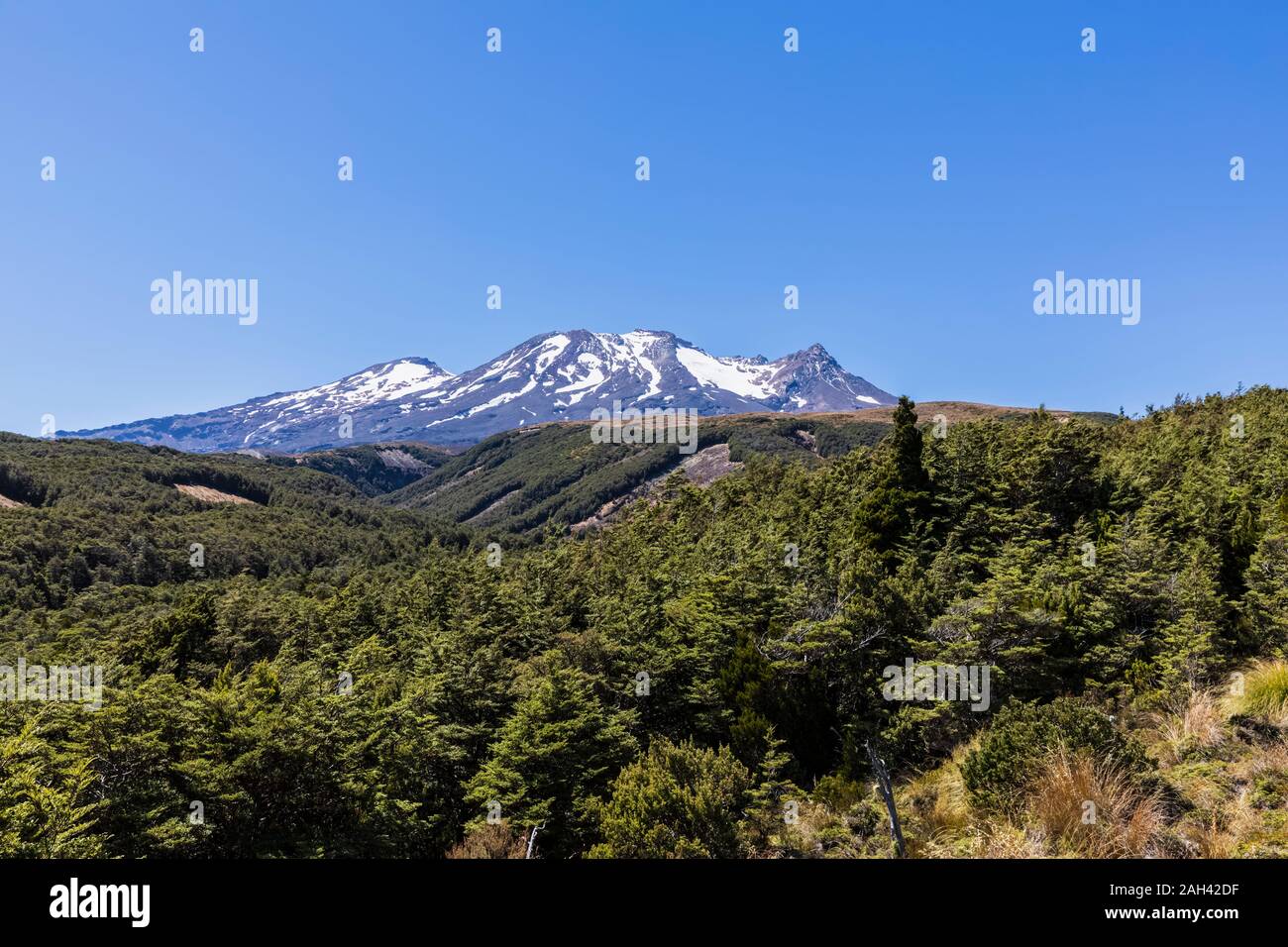 Nuova Zelanda, Isola del nord, foresta di fronte del Monte Ruapehu vulcano Foto Stock