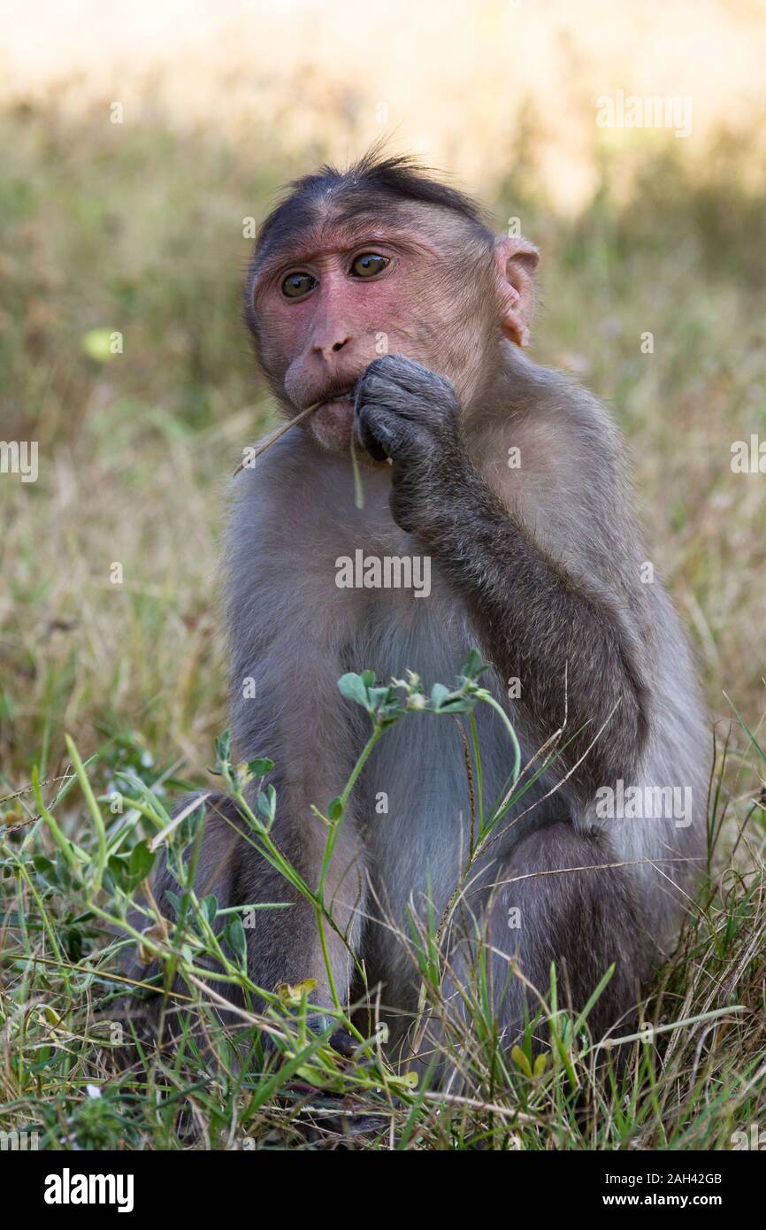 Monkey mangiare erba. Macaque con sguardo innocente sul park Foto Stock