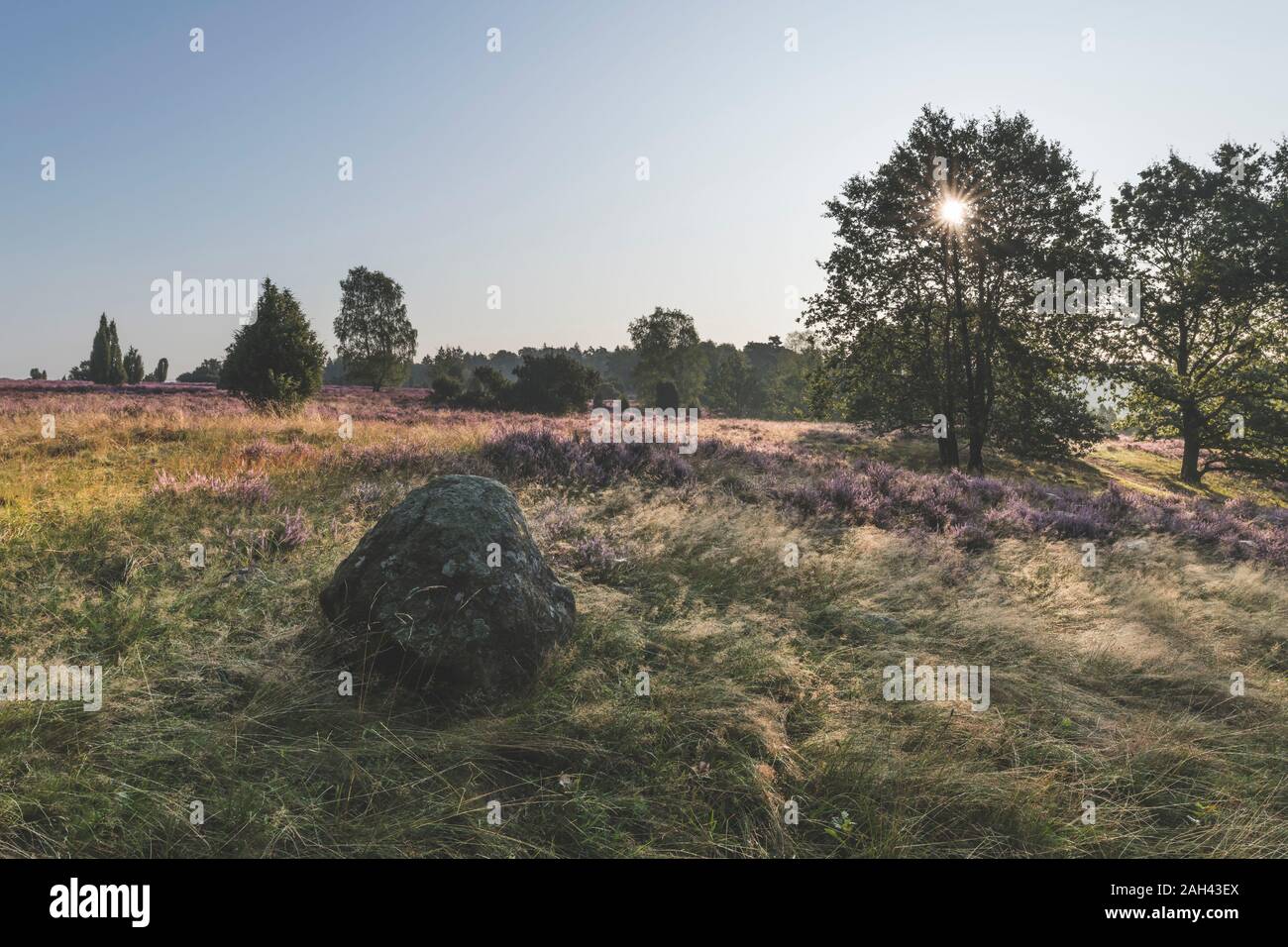 Germania, Bassa Sassonia, Luneberg, campi con heath al tramonto Foto Stock