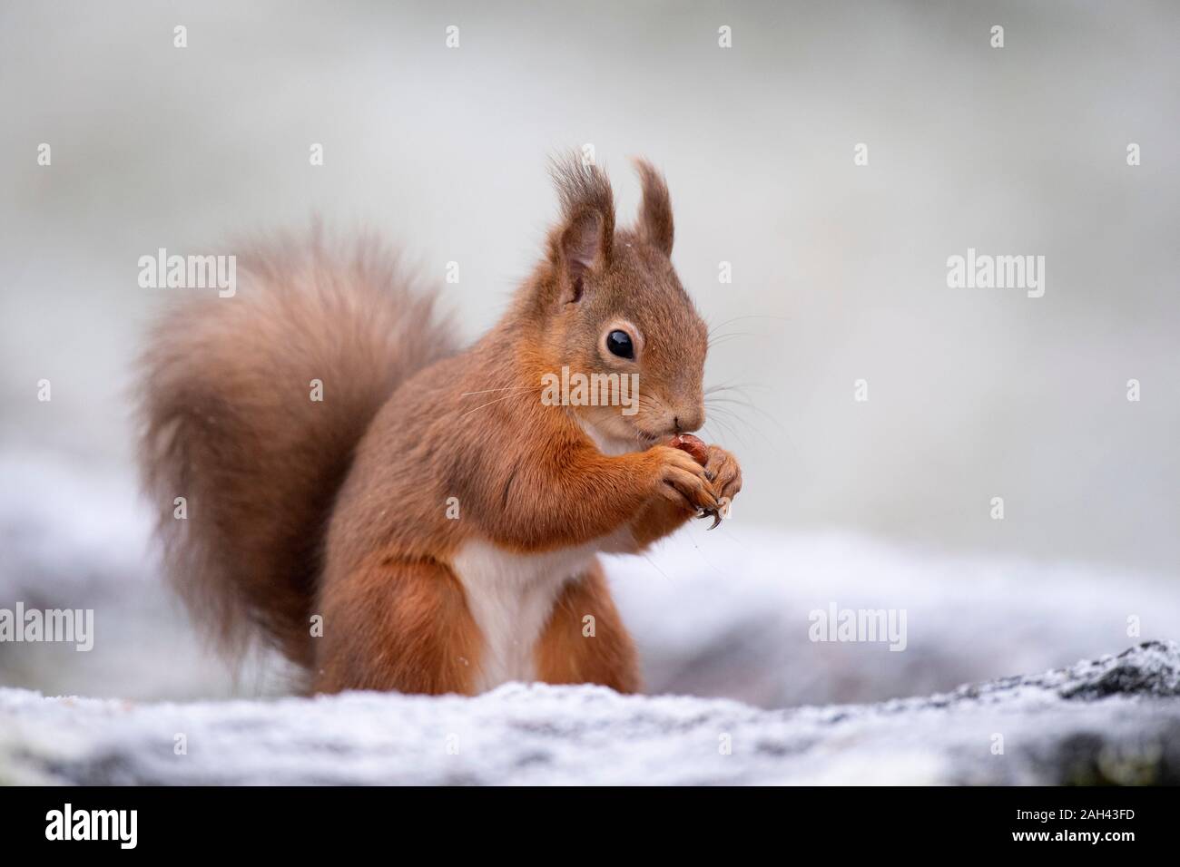 Ritratto di scoiattolo rosso di mangiare la nocciola in inverno Foto Stock
