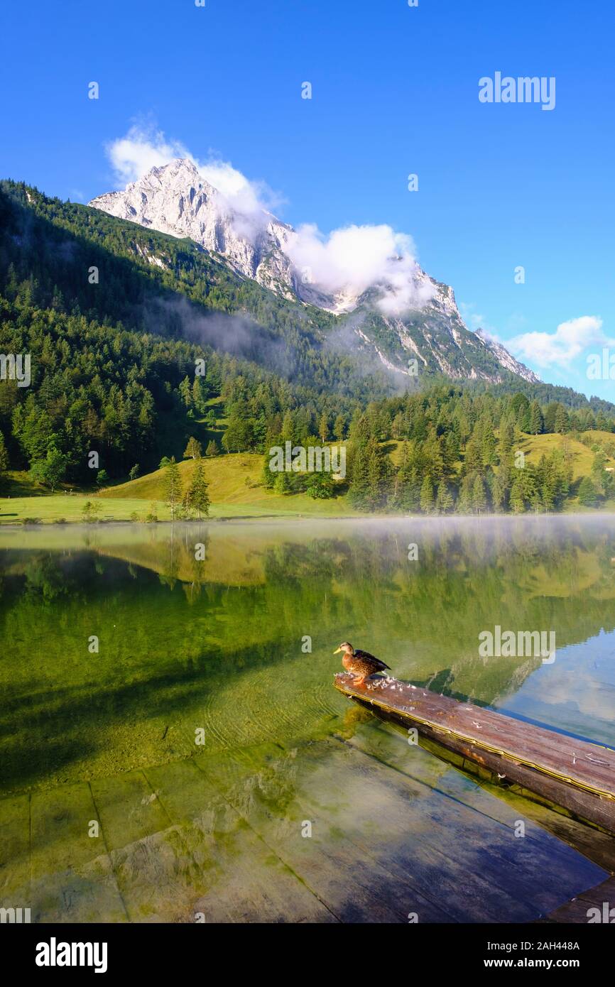In Germania, in Baviera, Mittenwald, Germano reale in piedi sul lago Ferchensee jetty con Wettersteinspitzen mountain in background Foto Stock