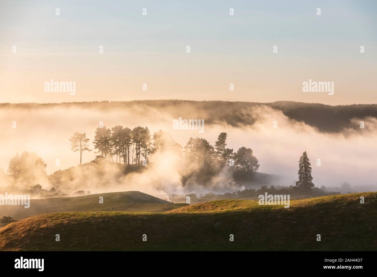 Nuova Zelanda, Isola del nord, Rotorua, paesaggio di rotolamento avvolta in una fitta nebbia di mattina Foto Stock