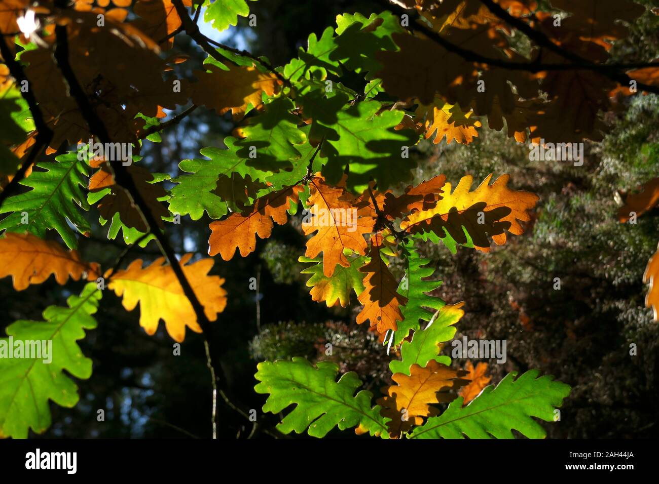 In Germania, in Sassonia, foglie di quercia cambiando colore in autunno Foto Stock