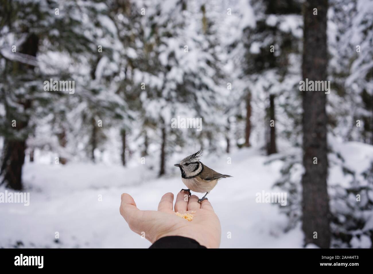 Uccellino a mangiare dalla femmina in mano i boschi innevati. Engadin, Svizzera Foto Stock