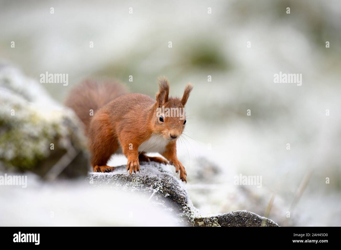 Ritratto di scoiattolo rosso in inverno Foto Stock