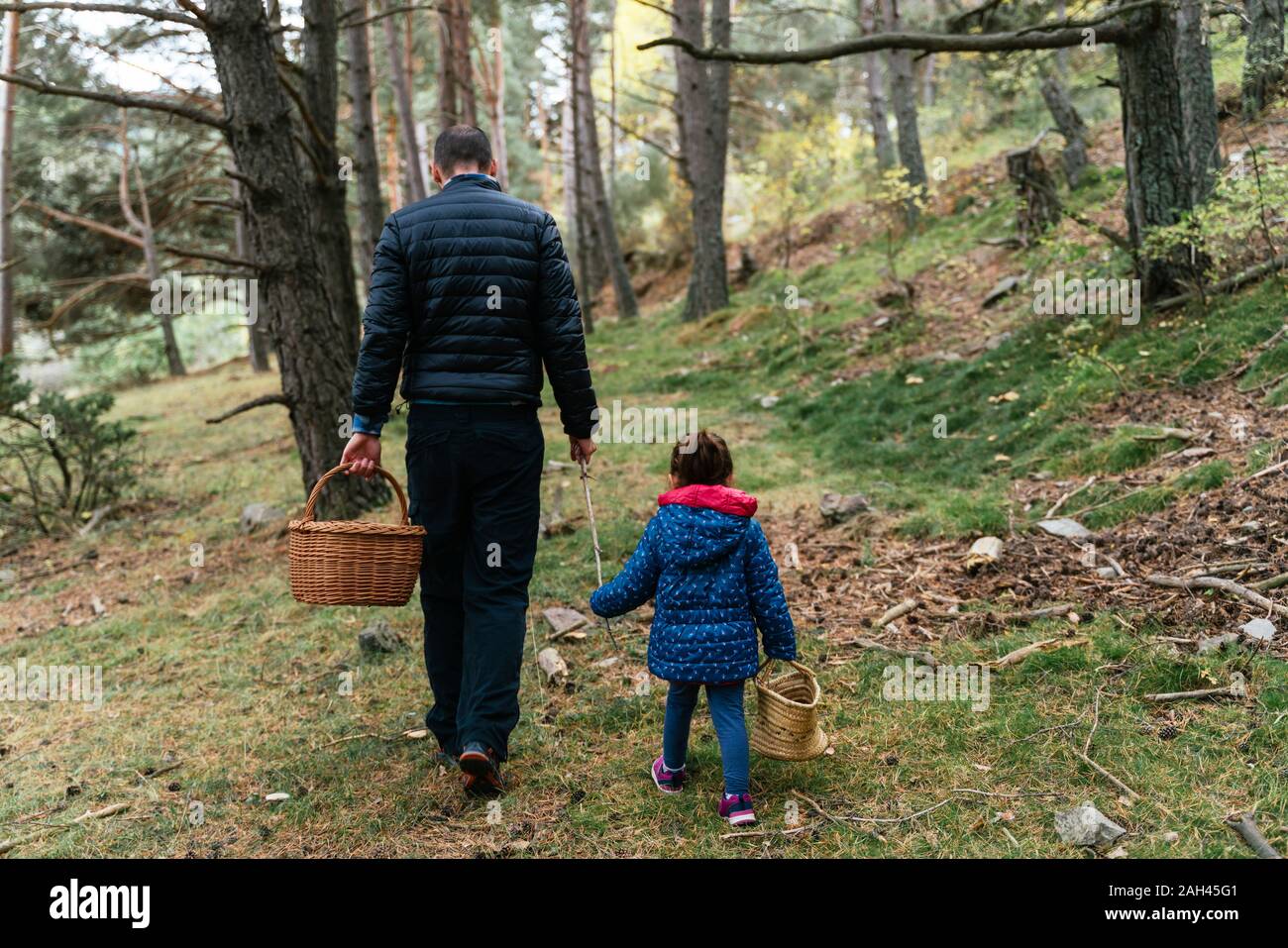 Padre e figlia a piedi nei boschi con bastone e il cestello alla ricerca di funghi Foto Stock
