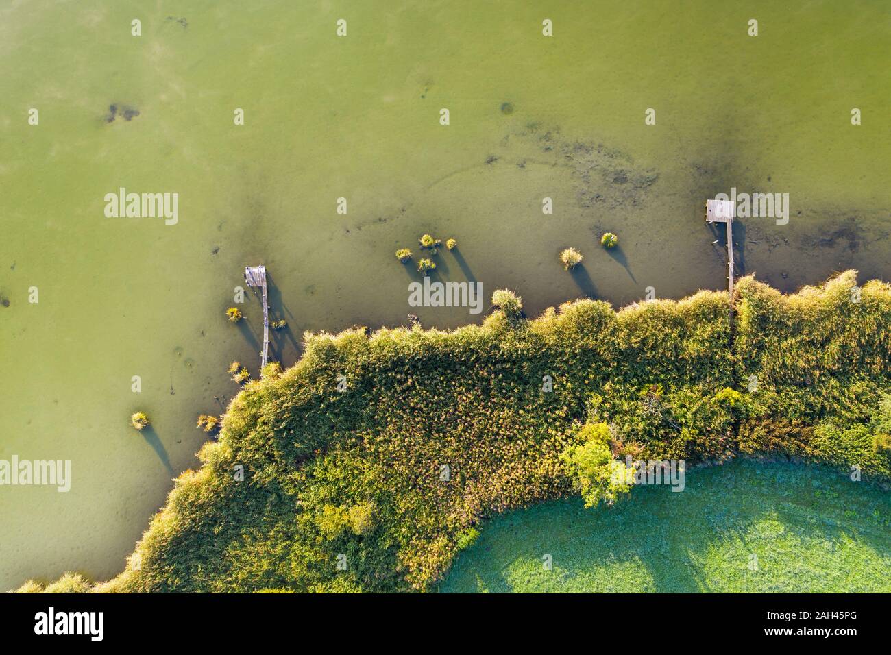 In Germania, in Baviera, Baviera, Toelzer Terra, Harmating, vista di stagno con piloni ance verde Foto Stock