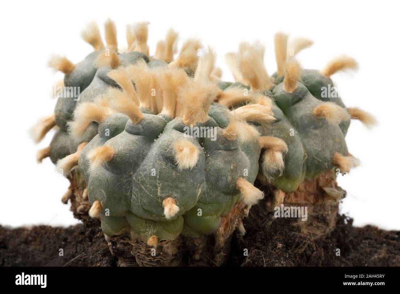 Vecchio, rare e grandi a tre teste lophophora williamsii, Peyote con ciuffi di lana close up Foto Stock