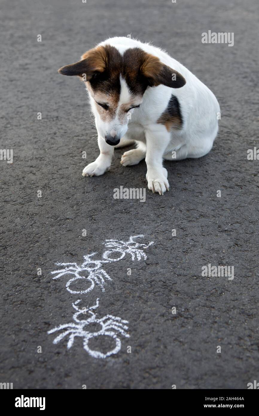Mongrel seduta su asfalto guardando disegnato sentiero ant Foto Stock