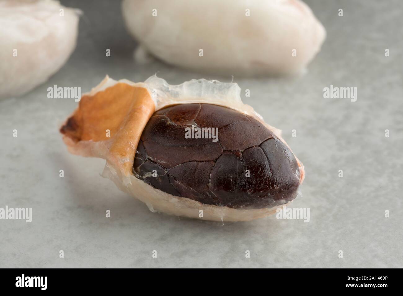 Sbucciate fresche biologiche frutto di cacao seme close up Foto Stock