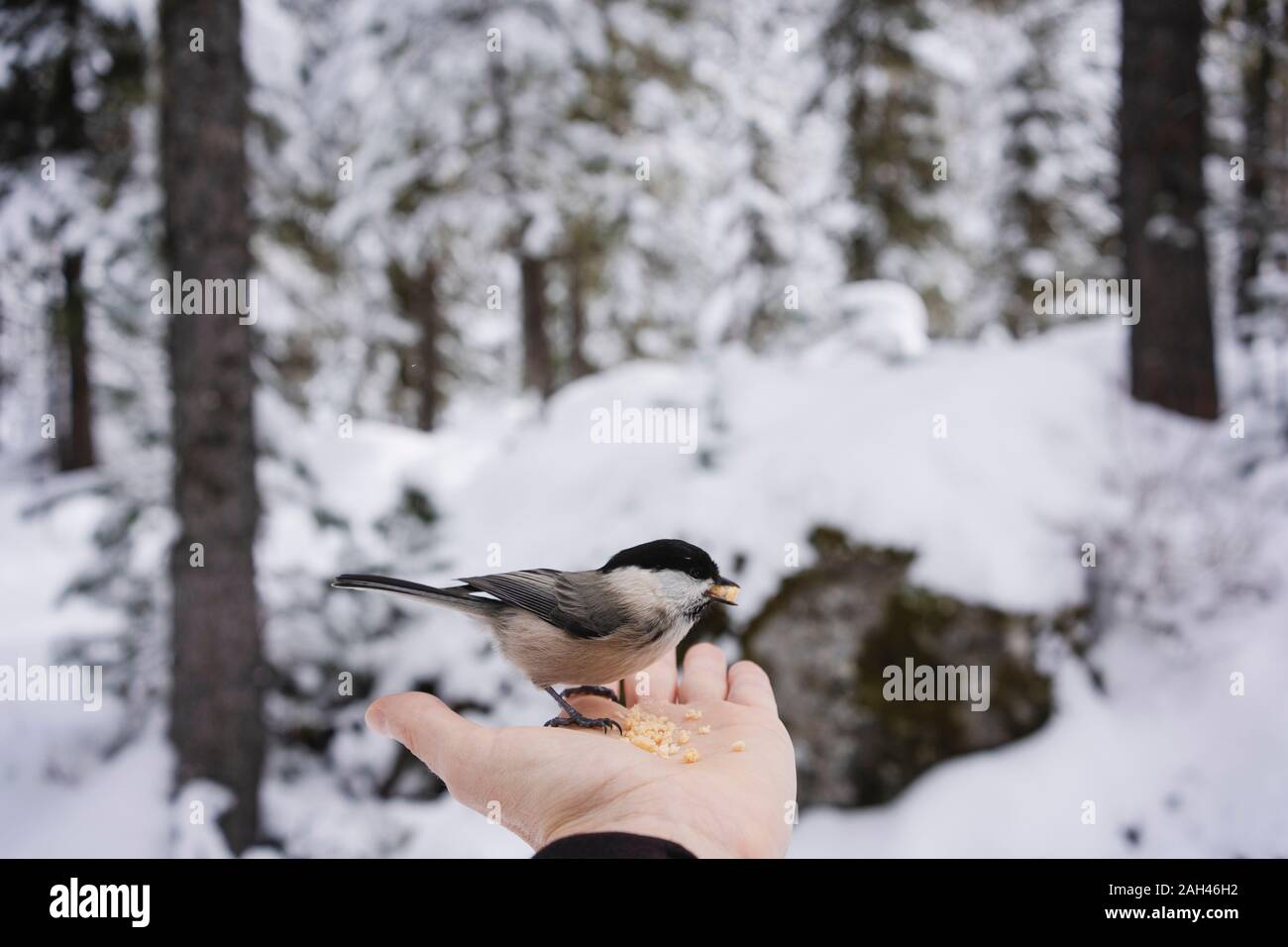 Uccellino a mangiare dalla mano femminile nella foresta innevata, Engadina, Svizzera Foto Stock