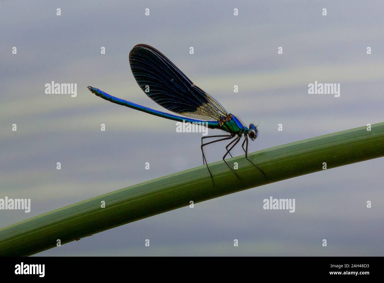 Croazia, blu damselfly appollaiate sul gambo di pianta Foto Stock
