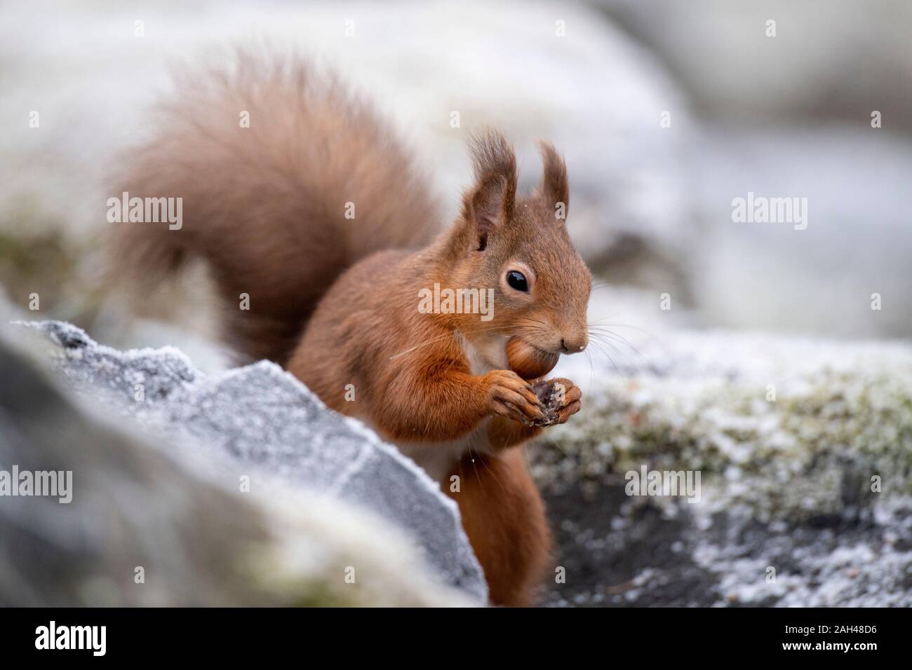 Ritratto di scoiattolo rosso con granella di nocciole in inverno Foto Stock