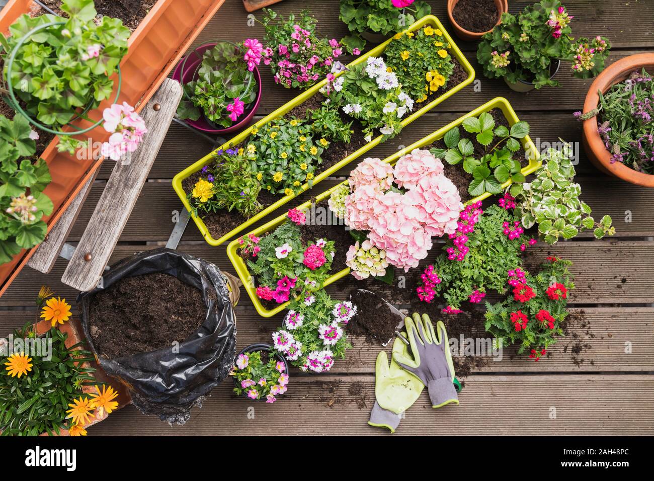 Appena colorati vasi di fiori d'estate Foto Stock