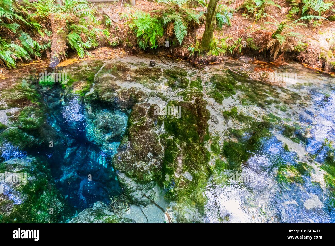 Nuova Zelanda, Oceania, Isola del nord, Rotorua, Hamurana Springs Riserva Naturale, Close-up di Hamurana stream Foto Stock