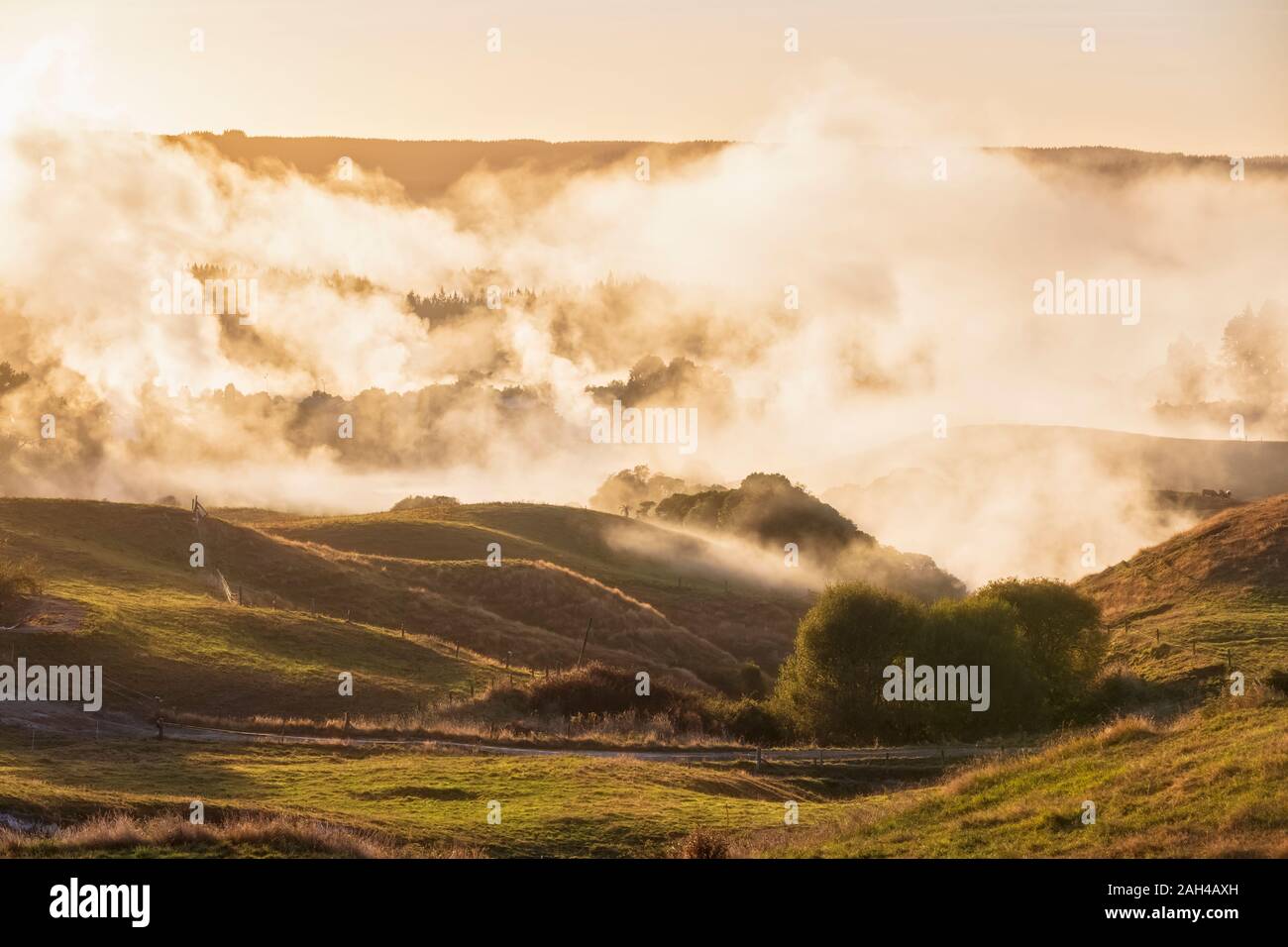 Nuova Zelanda, Isola del nord, Rotorua, paesaggio di rotolamento avvolta in una fitta nebbia di mattina Foto Stock