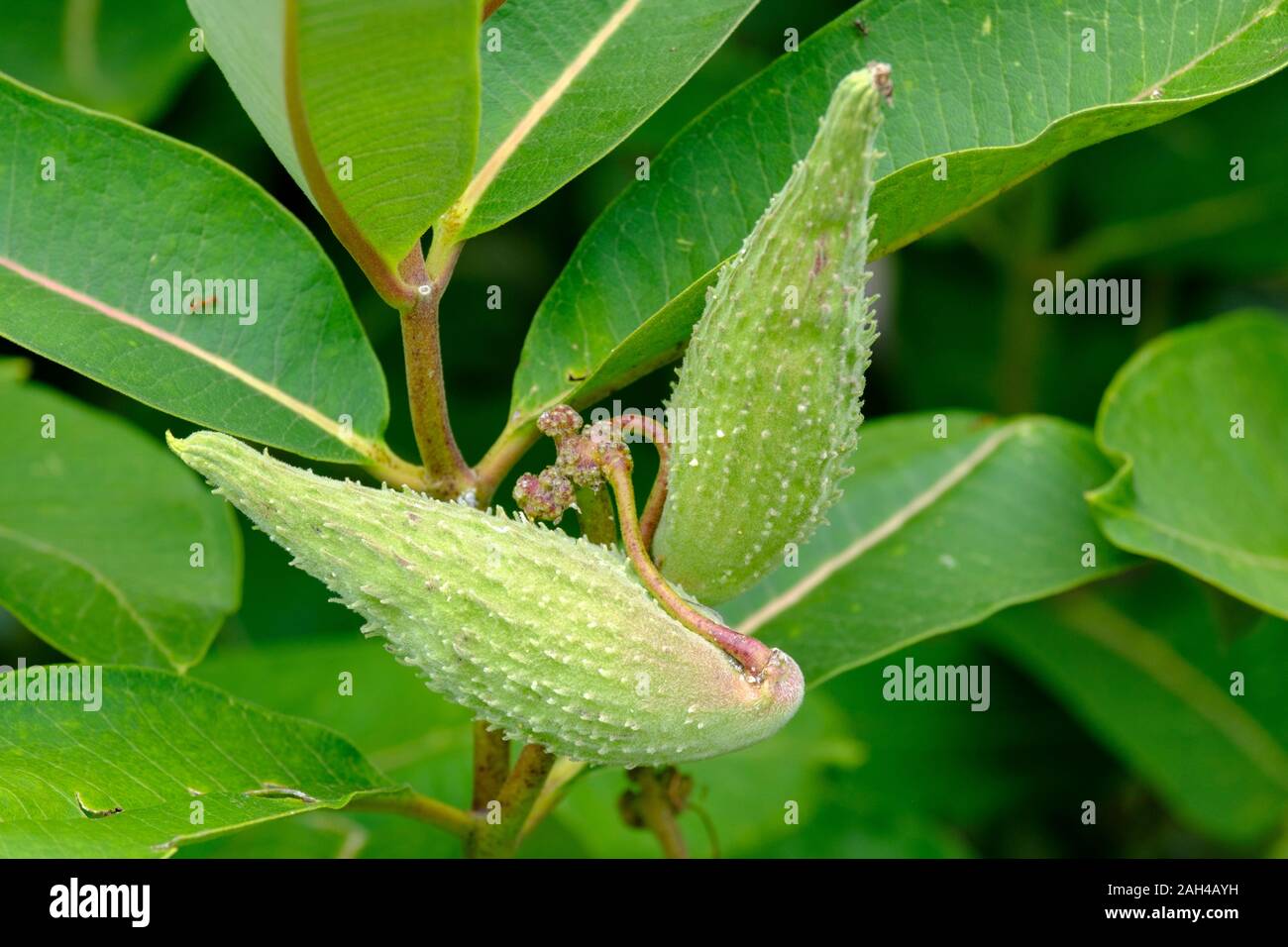 In Germania, in Baviera, Bad Gronenbach, i follicoli di comune milkweed (Asclepias syriaca) Foto Stock