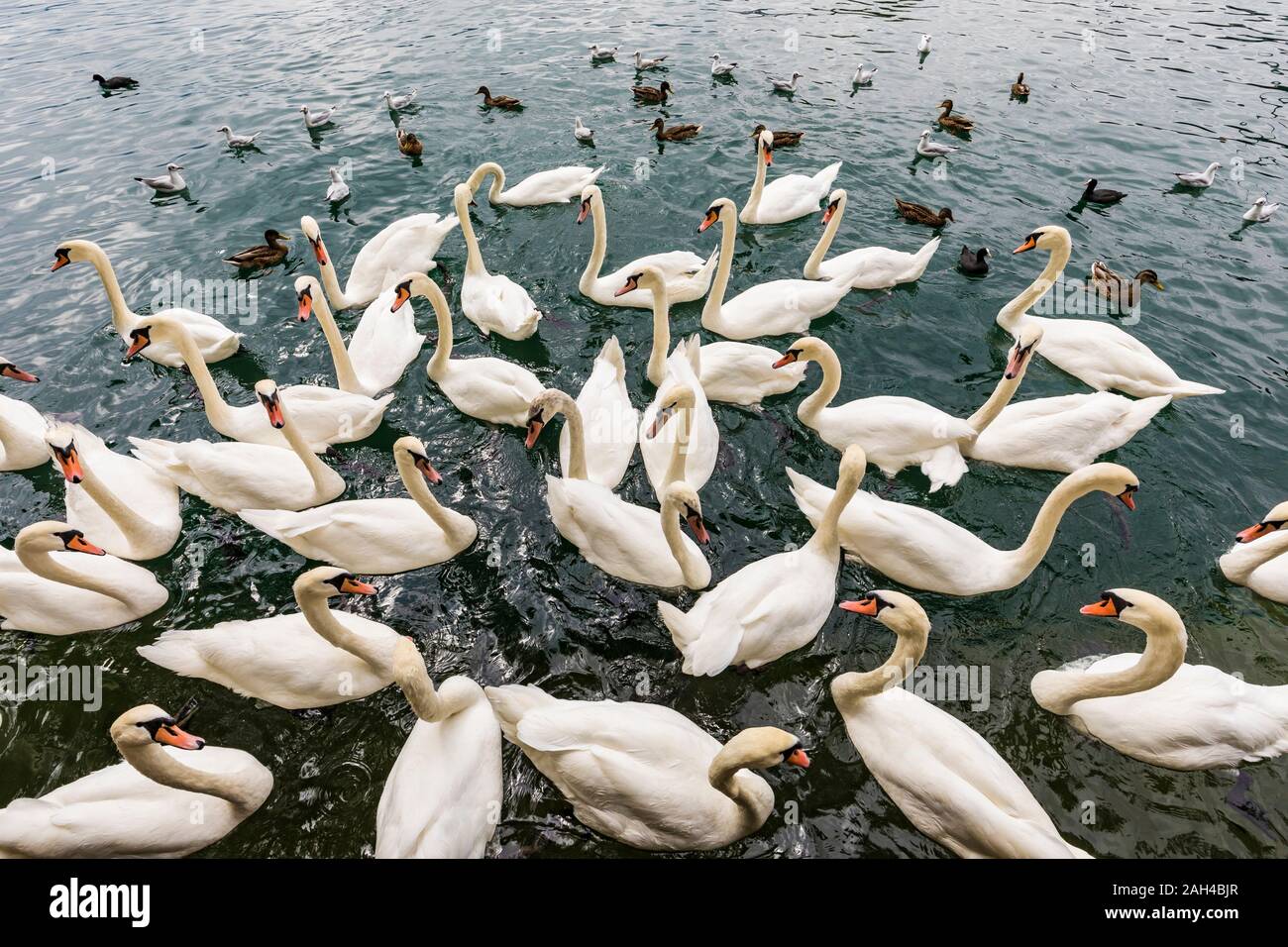La Svizzera, nel Cantone di Zurigo, Zurigo, Gregge di cigni (Cygnus olor) nuotare nel lago di Zurigo Foto Stock