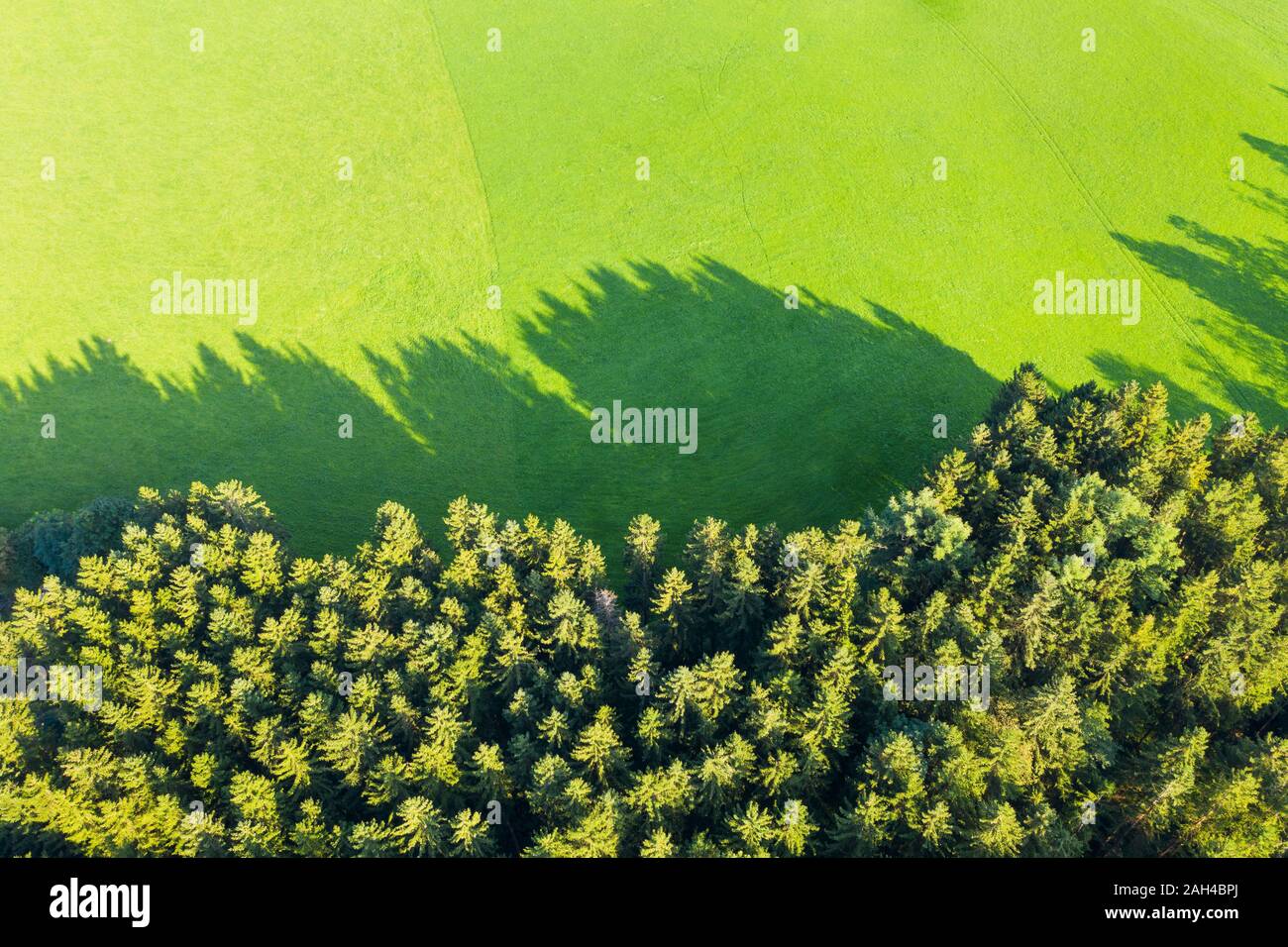 In Germania, in Baviera, Eurasburg, vista aerea del bordo del verde bosco di abete rosso Foto Stock