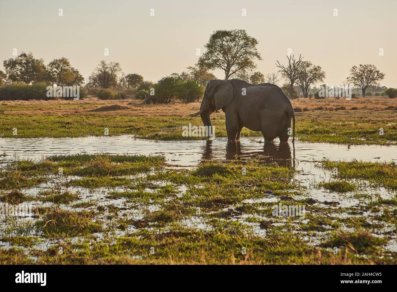 Elefante in fiume Khwai, Botswana Foto Stock