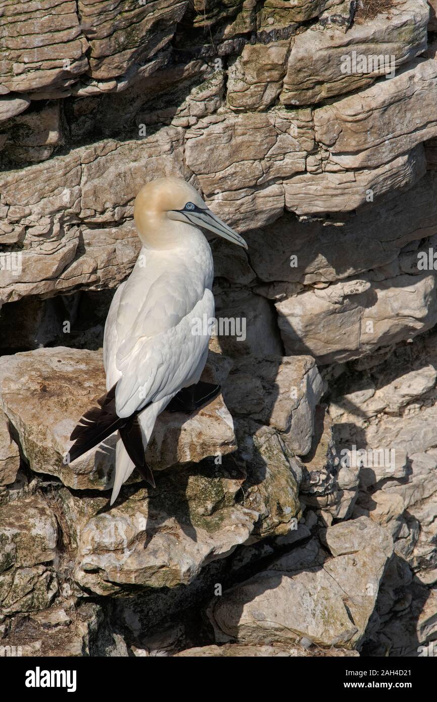 Northern Gannet (Morus bassanus) su chalk scogliere di Bempton Foto Stock