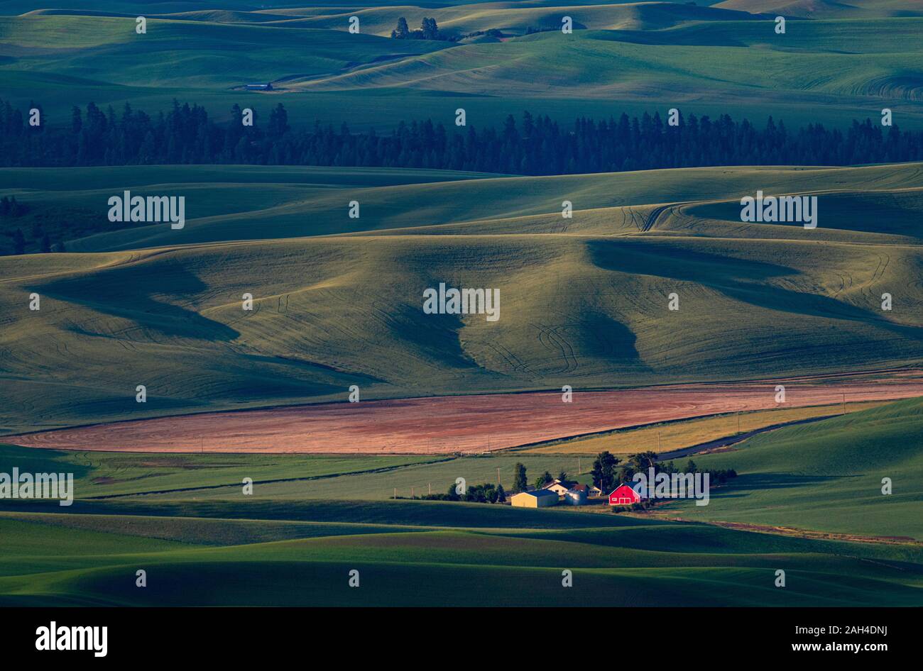Steptoe Butte vista, Palouse, Washington Foto Stock