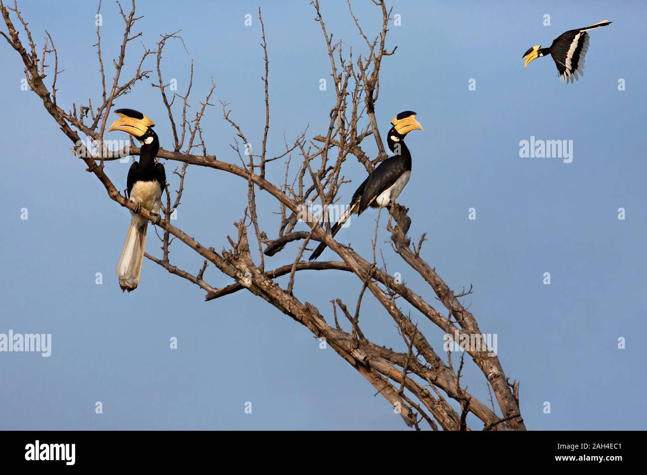 Il Malabar Pied Hornbills in Udawalawe, Sri Lanka Foto Stock