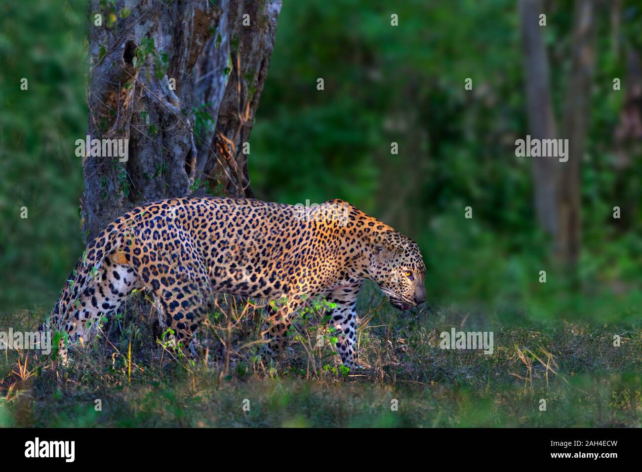 Asian Leopard noti come Panthera pardus kotiya in latino, in Yala, Sri Lanka Foto Stock