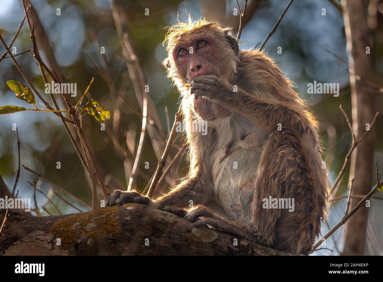 Scimmia macaque a Minneriya, Sri Lanka. Foto Stock