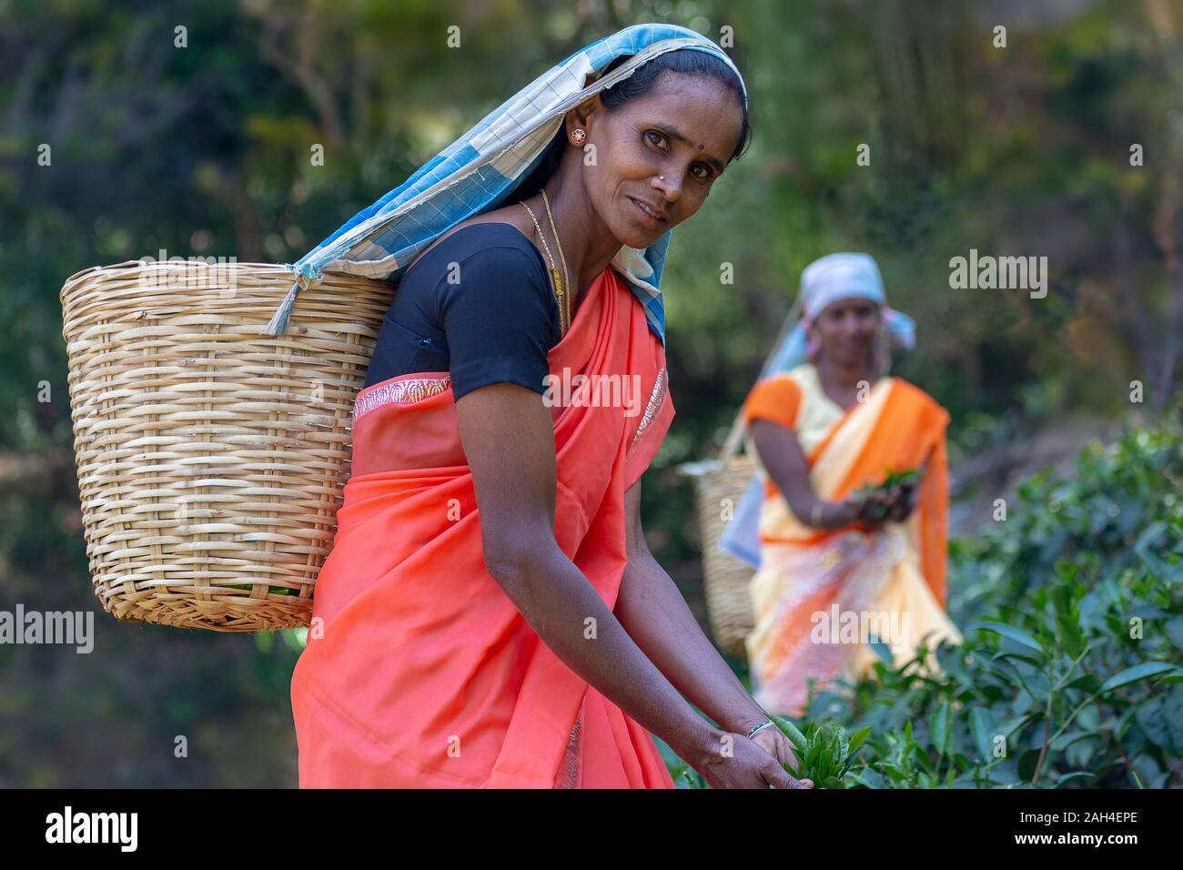 Le donne in abiti locali raccolta di foglie di tè, Nuwara Eliya, Sri Lanka. Foto Stock