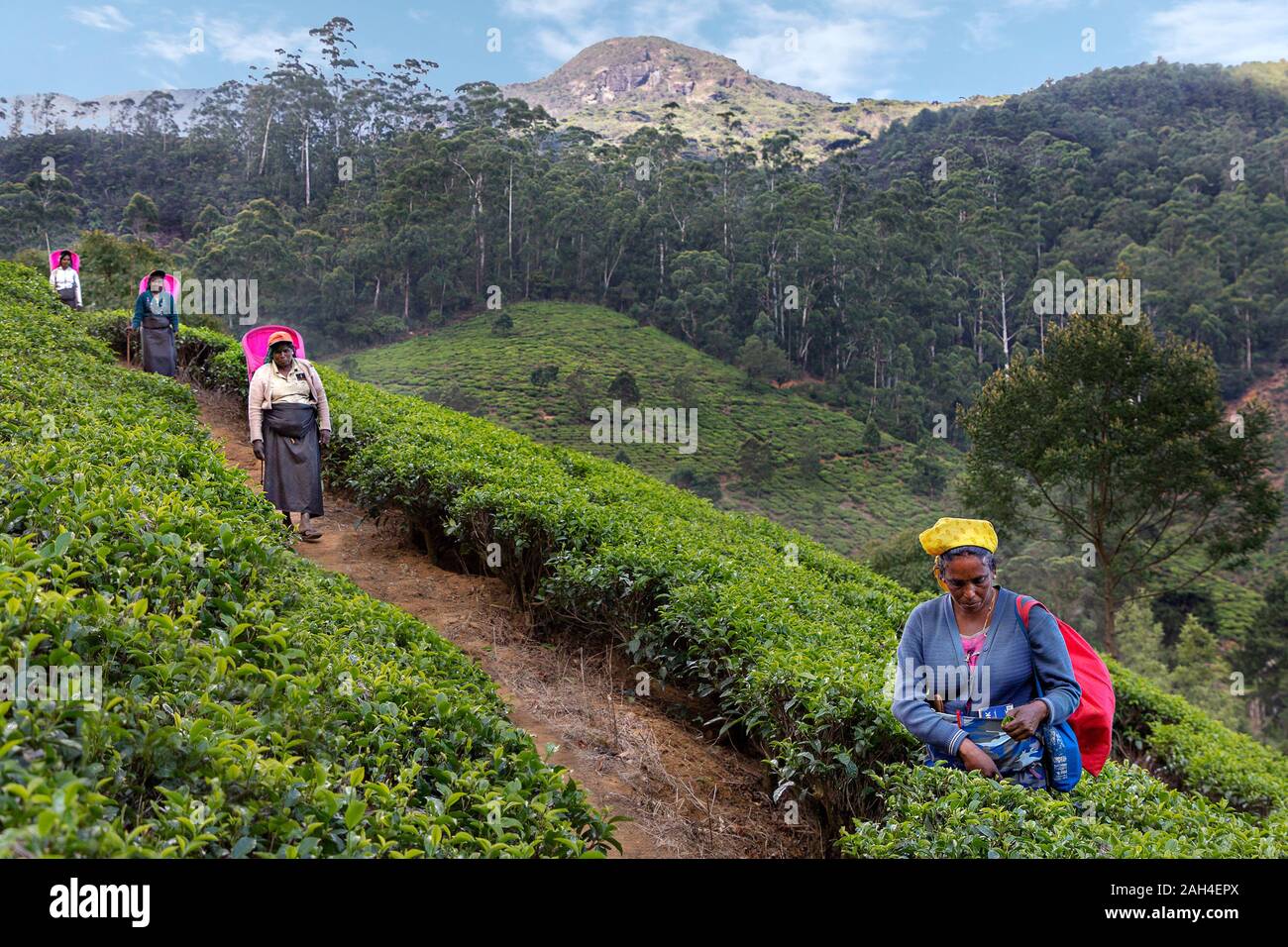 Donne locali nelle piantagioni di tè, in Nuwara Eliya, Sri Lanka Foto Stock