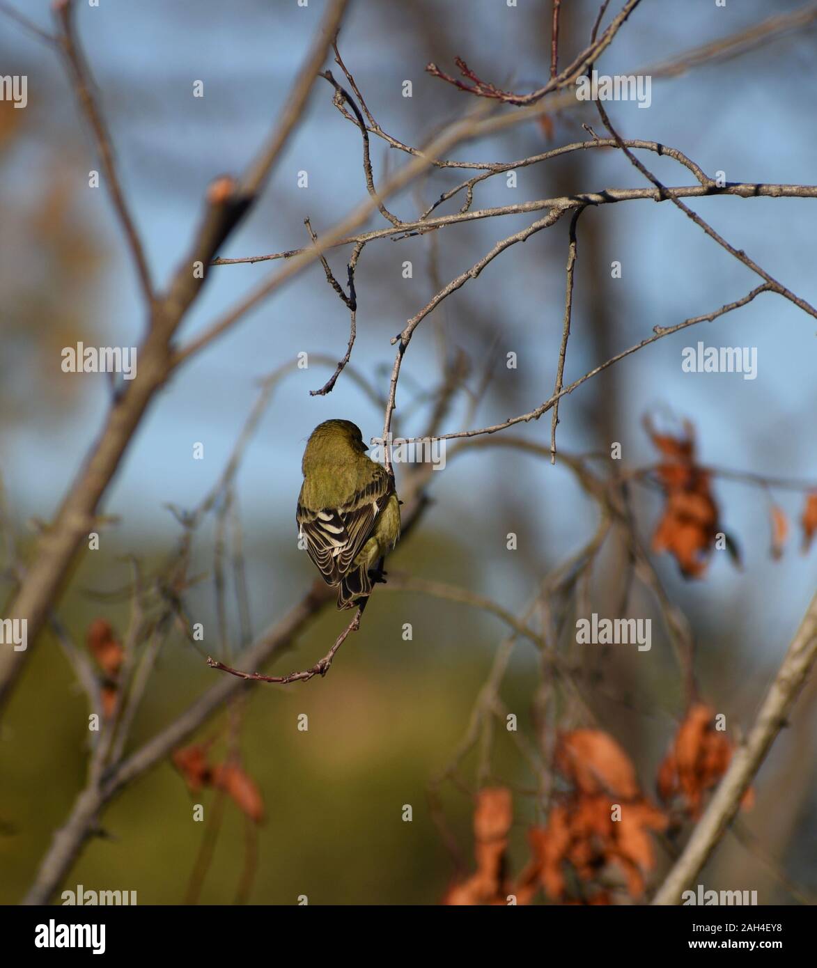 Minore Green-Backed Cardellino in appoggio sul ramo di albero Foto Stock