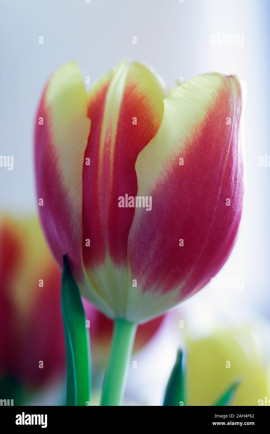 tulipano in vaso Foto Stock