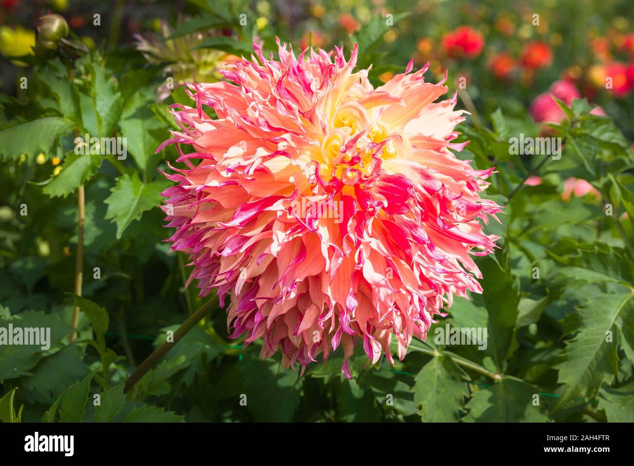 Dahlia Aloha Mirti follia fioritura in settembre nel Regno Unito Foto Stock