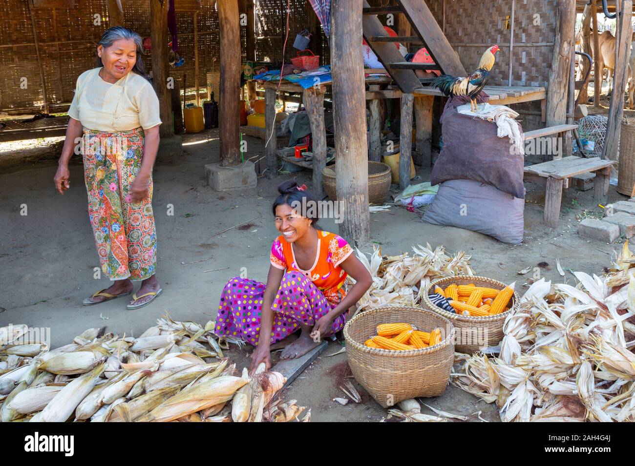 Donna locale peeling mais a Bagan, Myanmar Foto Stock