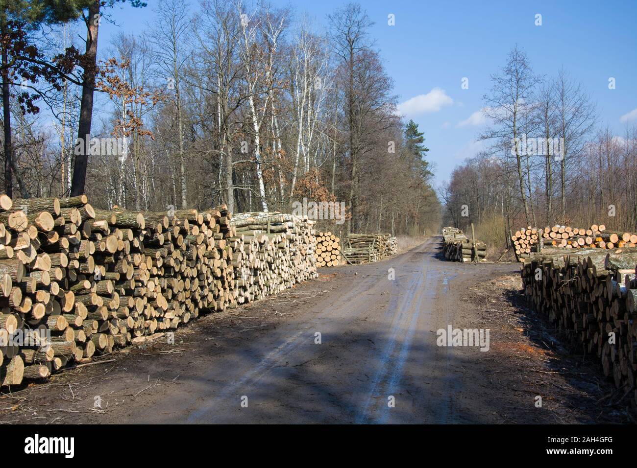 Tagliare gli alberi e la strada attraverso la foresta Foto Stock