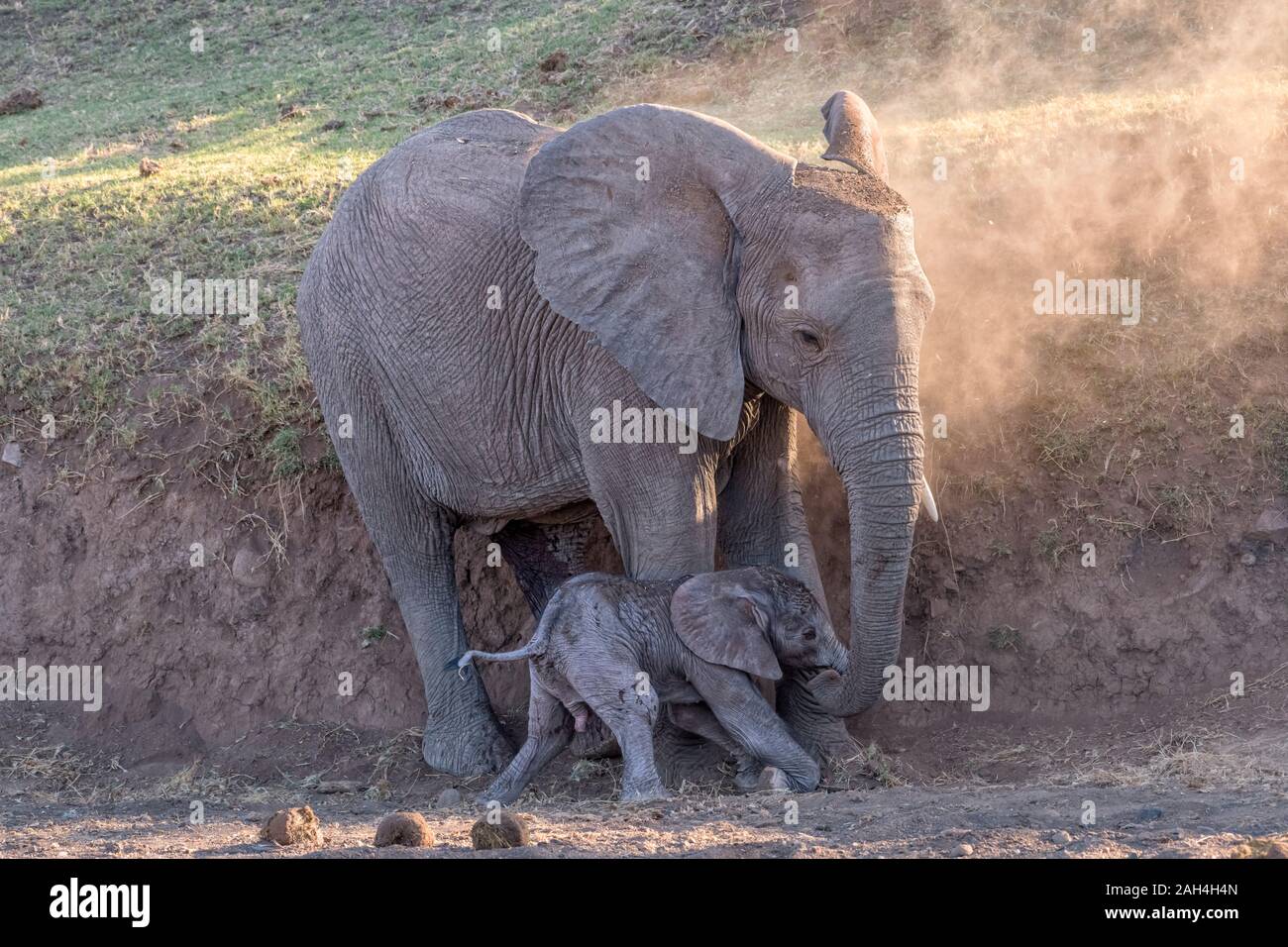 Giovane madre elefante in piedi sopra di vitello neonato Foto Stock