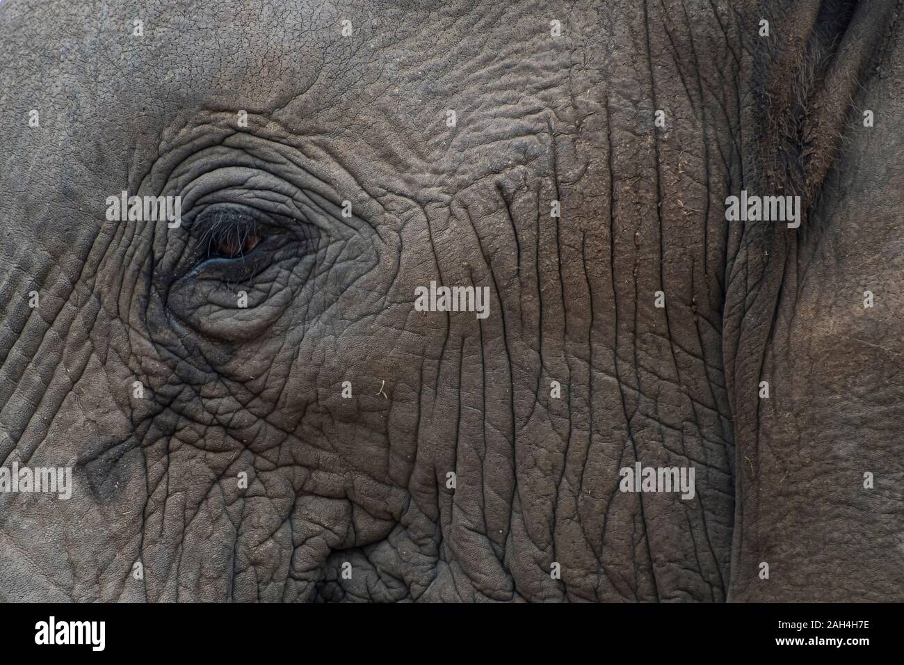 Ritratto di un elefante con gli occhi e il viso in Sud Africa Foto Stock