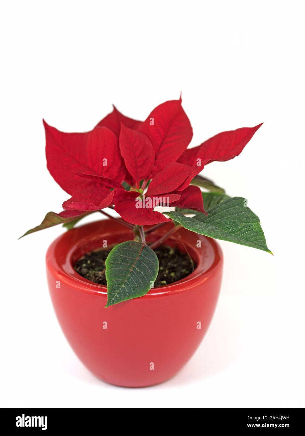 Poinsettia isolata contro uno sfondo bianco Foto Stock