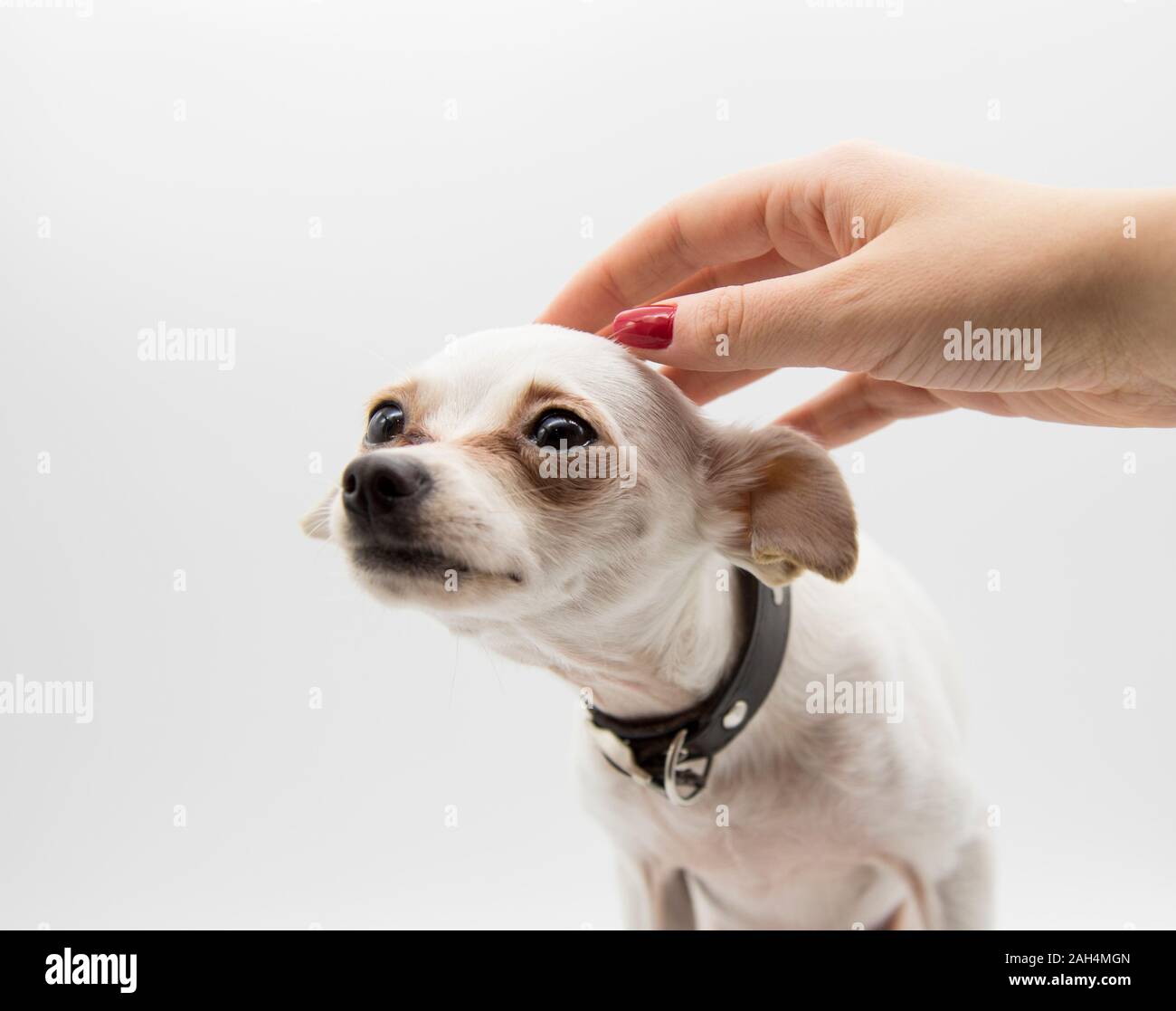 Una femmina di mano corse delicatamente la testa di un piccolo cane bianco Foto Stock