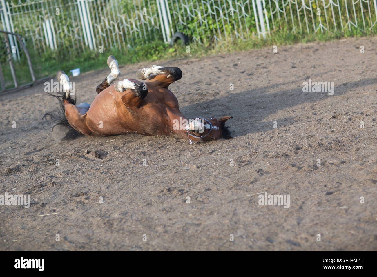Funny cavallo recante sul retro Foto Stock