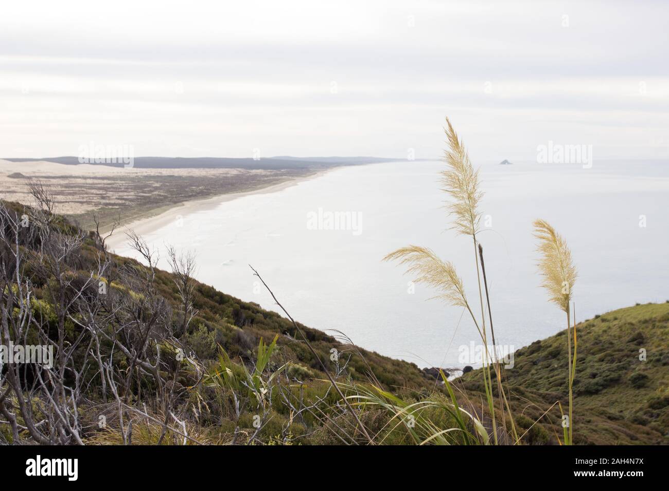 L'estremità nord di novanta miglia di spiaggia a Northland, Nuova Zelanda, come si vede dalle montagne di Te Paki via costiera. Vi è un fiore di lino e s Foto Stock